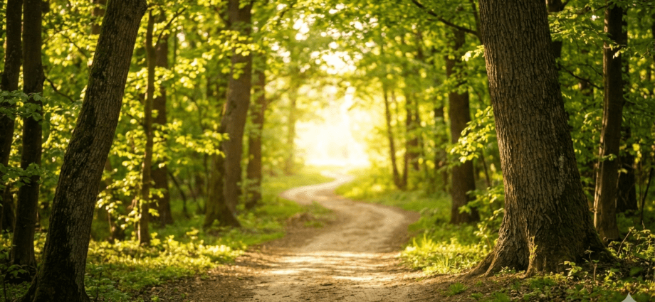Ein heller Waldweg, der symbolisch für den Weg steht, wie man Motivation und Demotivation verstehen kann.